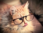 Sophisticated cat!