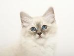 The blue eyes of Birman (for Patsy)