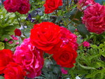 Beautiful Bright Roses