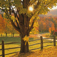 Yellow ribbon in autumn