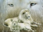 White lion couple
