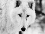 Beautiful White Wolf