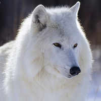 Arctic Wolf