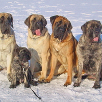 Mastiffs