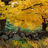 Autumn Maples near Old Stone Wall