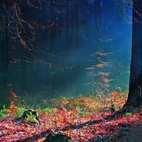 Mystical Forest