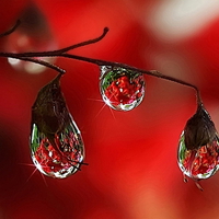 Water drops 1