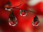 Water drops 1