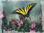 Swallowtail Butterfly F1
