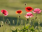 poppies
