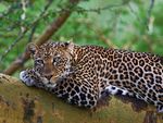 RESTING LEOPARD