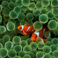 Clown-Fish