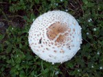 Speckled Mushroom