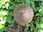 Brown Mushroom