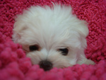 maltese puppy
