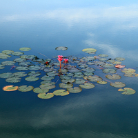 Lotus Pond