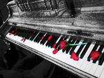 piano rose