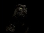 Green Eyed Panther