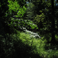 Home of woodland pixies