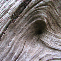 The Wood Giant is watching