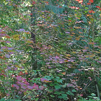 Delicate woodland colors