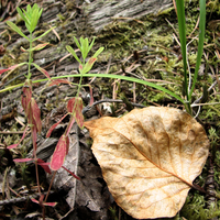 You're saying they are NOT flowers?