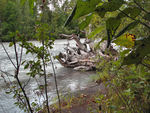 Driftwood on White River