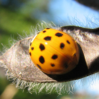 Ladybug on hairy pod