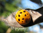 Ladybug on hairy pod