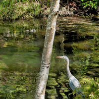Great Blue Heron in Mill Pond