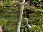 Great Blue Heron in Mill Pond