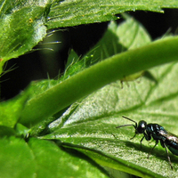 Black bug and aphid