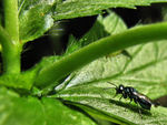Black bug and aphid