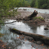 Dritwood in White River