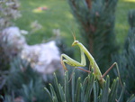 baby mantis/ majcena bogomoljka