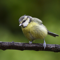 Blue tit