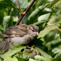 fledgling House sparrow