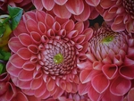 Dahlia's