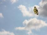 butterfly and sky