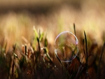 soap bubble