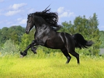 running black horse