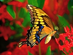 butterfly with red flowers