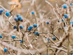 the bluest berries