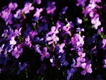 Lovely Purple Flowers