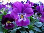 â™¥áƒ¦ Lovely Purple Pansy ~ For The DREAMER GIRL áƒ¦â™¥(LUIZA)