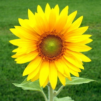 A little touch of the sun