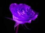 MY LOVELY PURPLE FLOWER