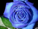 MY LOVELY BLUE ROSE