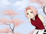 sakura chan