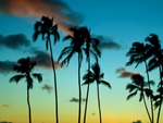 Sunset palms